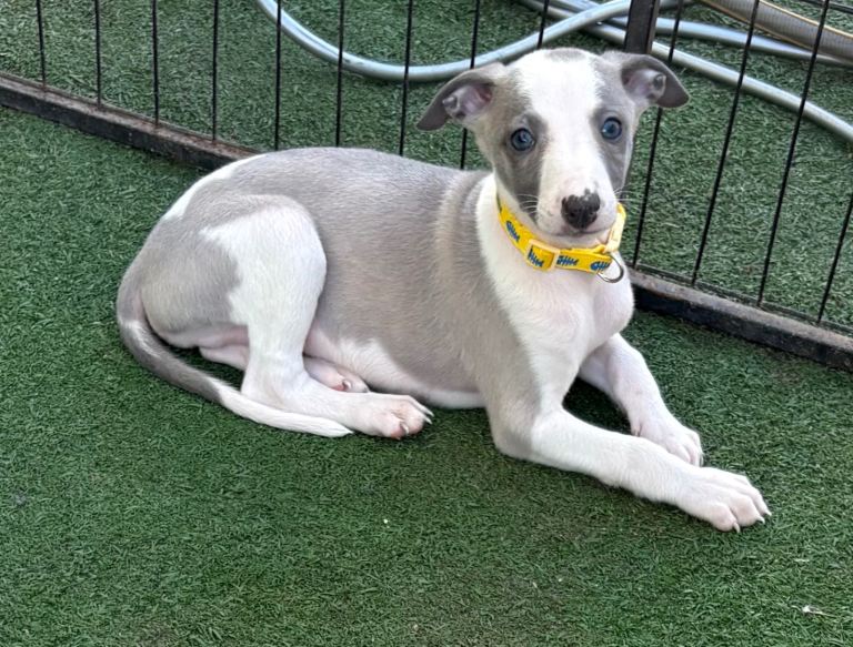 Beautiful whippet puppies