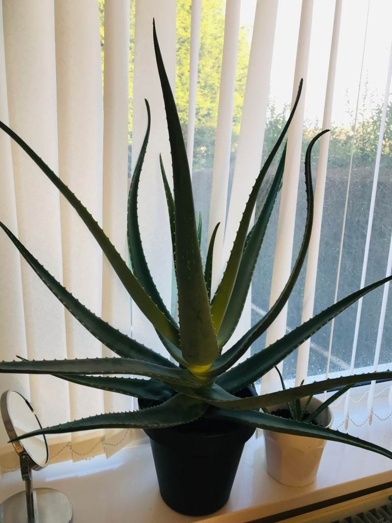 Fresh Aloe Vera Leaves - Aloe Barbadensis Miller