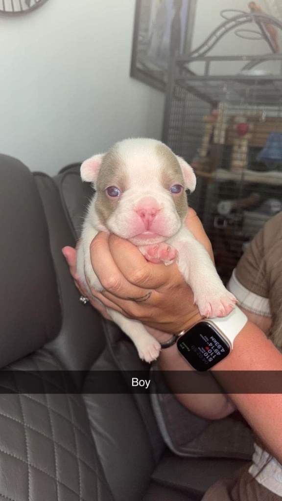 French bulldog puppies