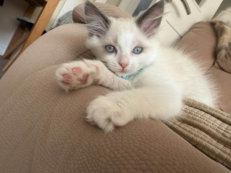 The last boy purebred Ragdoll 