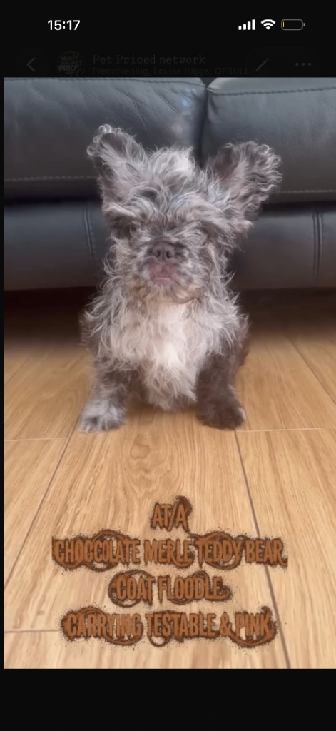 CHOCOLATE MERLE FLUFFY FRENCH BULLDOG FLOODLE 