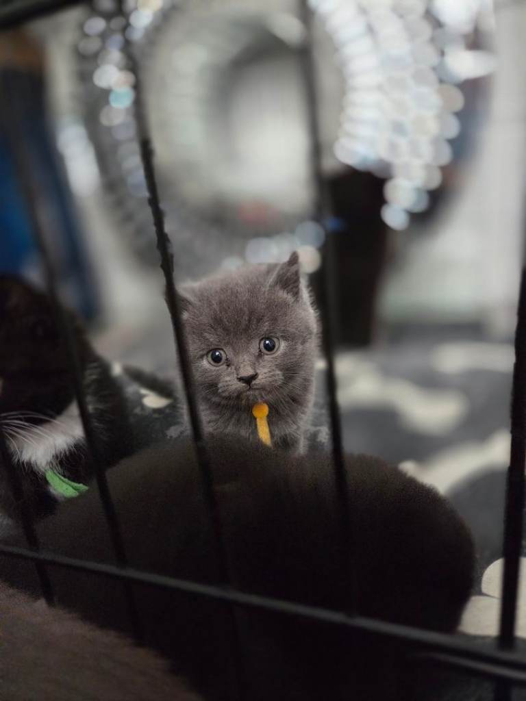 Beautiful half british shorthair kittens