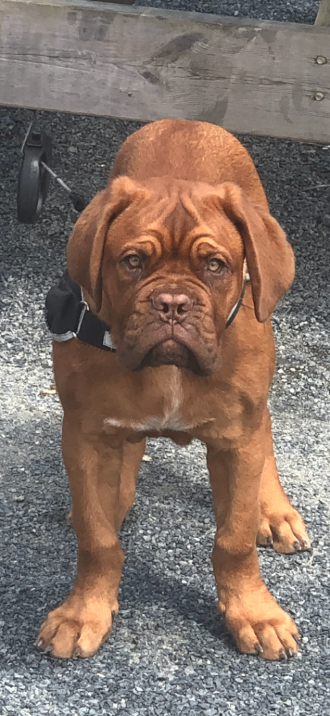 Loving 3-Year-Old Female Dogue de Bordeaux – Rehoming Due to Urgent House Move in Bideford