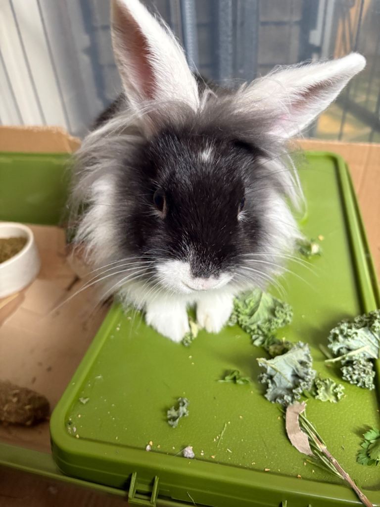 Adorable Male Lionhead Rabbit Looking for a New Home