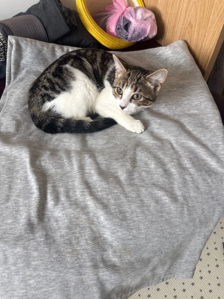 Lovely kitty well behaviour &  trained 