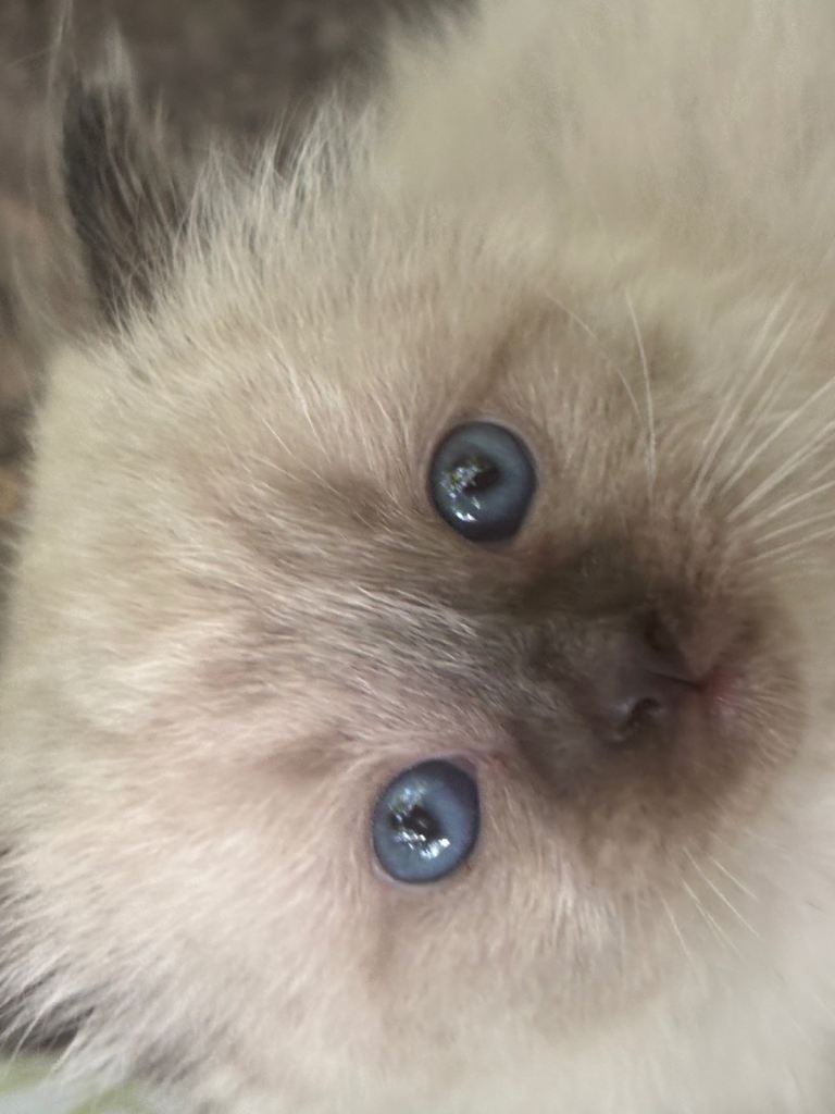 Ragdoll 