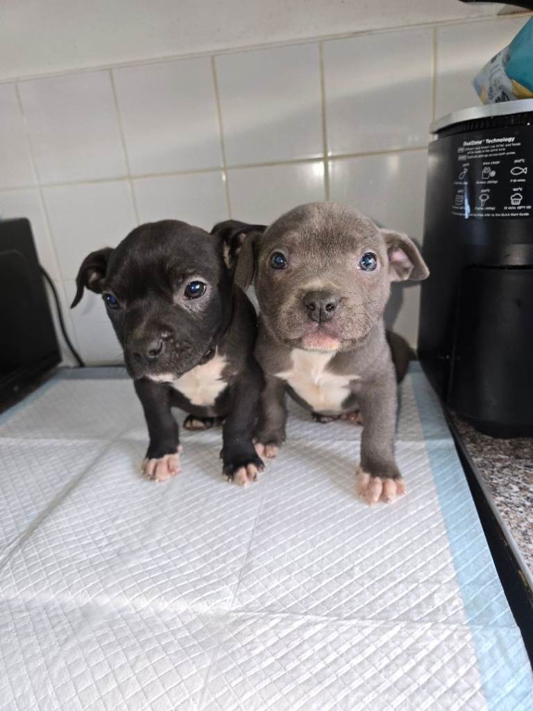 Pocket bully pups ready to leave