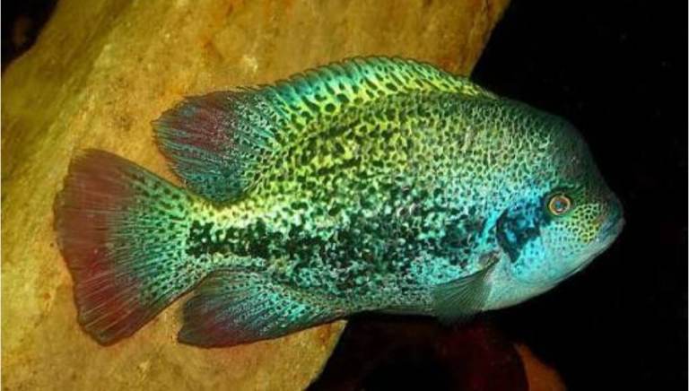 Tropical fish 