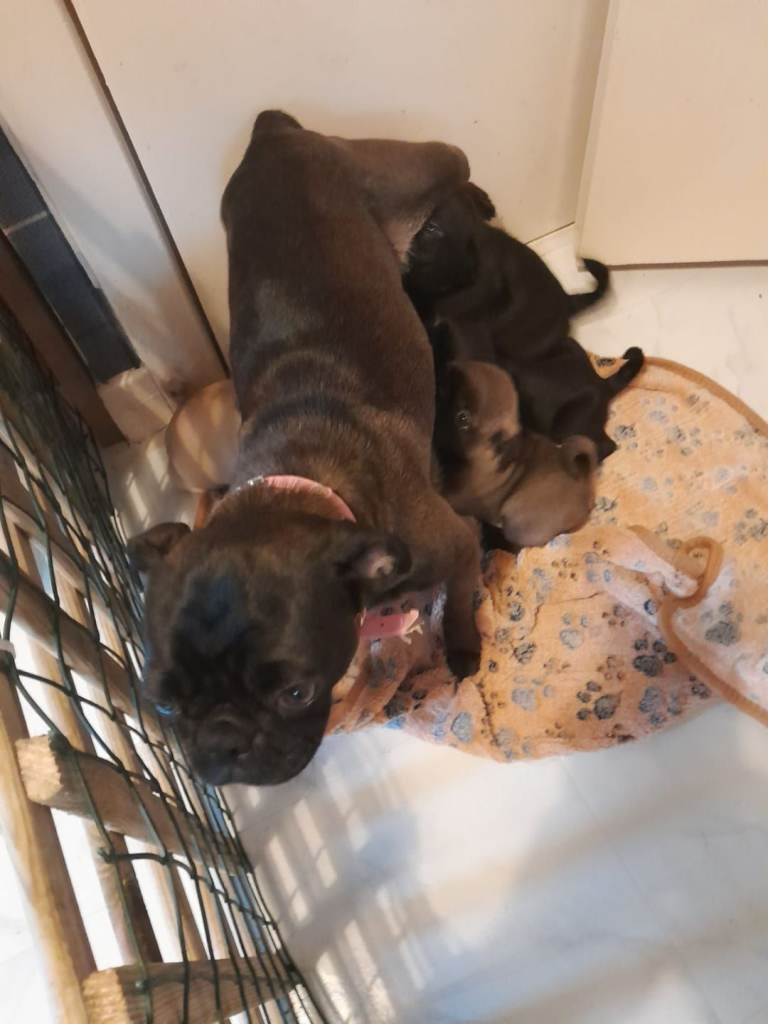 Beautiful Pug X Puggle Pups