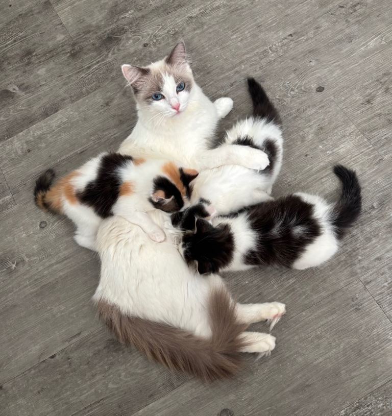 Ragdoll Mix Long-Haired Fluffy Kittens!