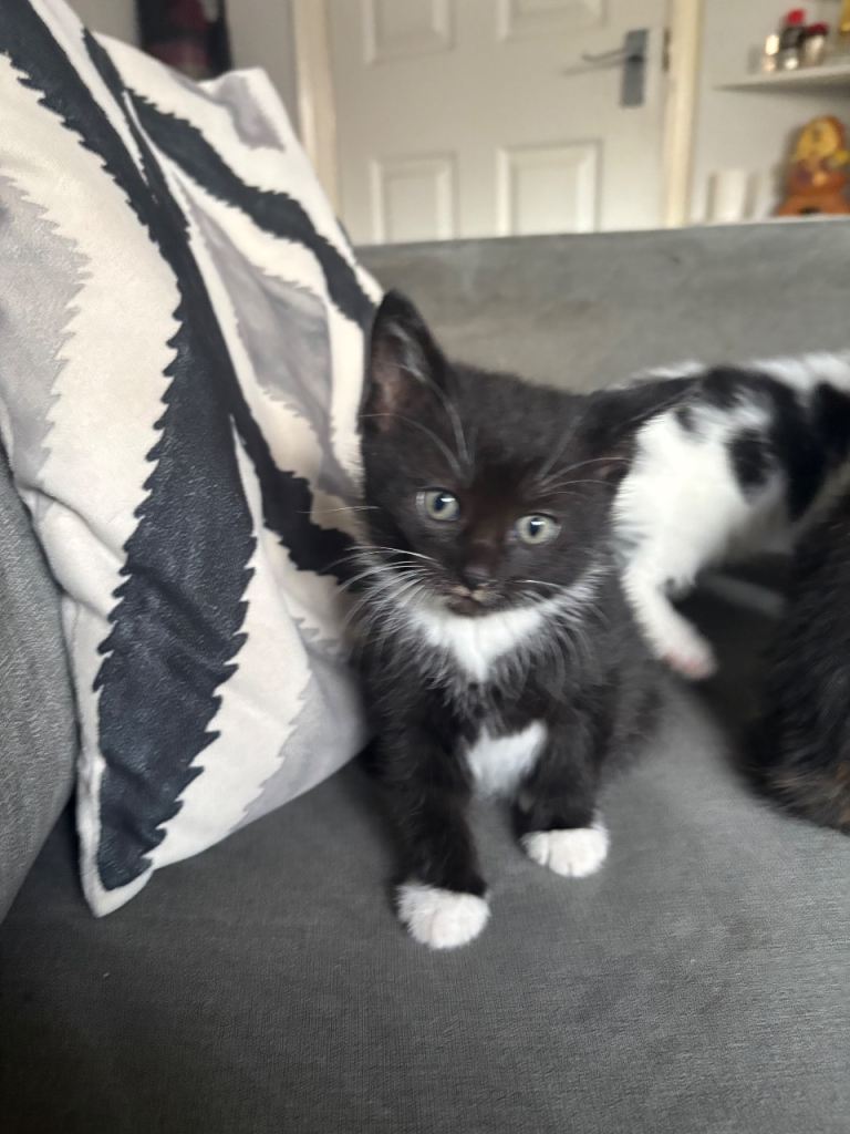 Male Fluffy Kitten 