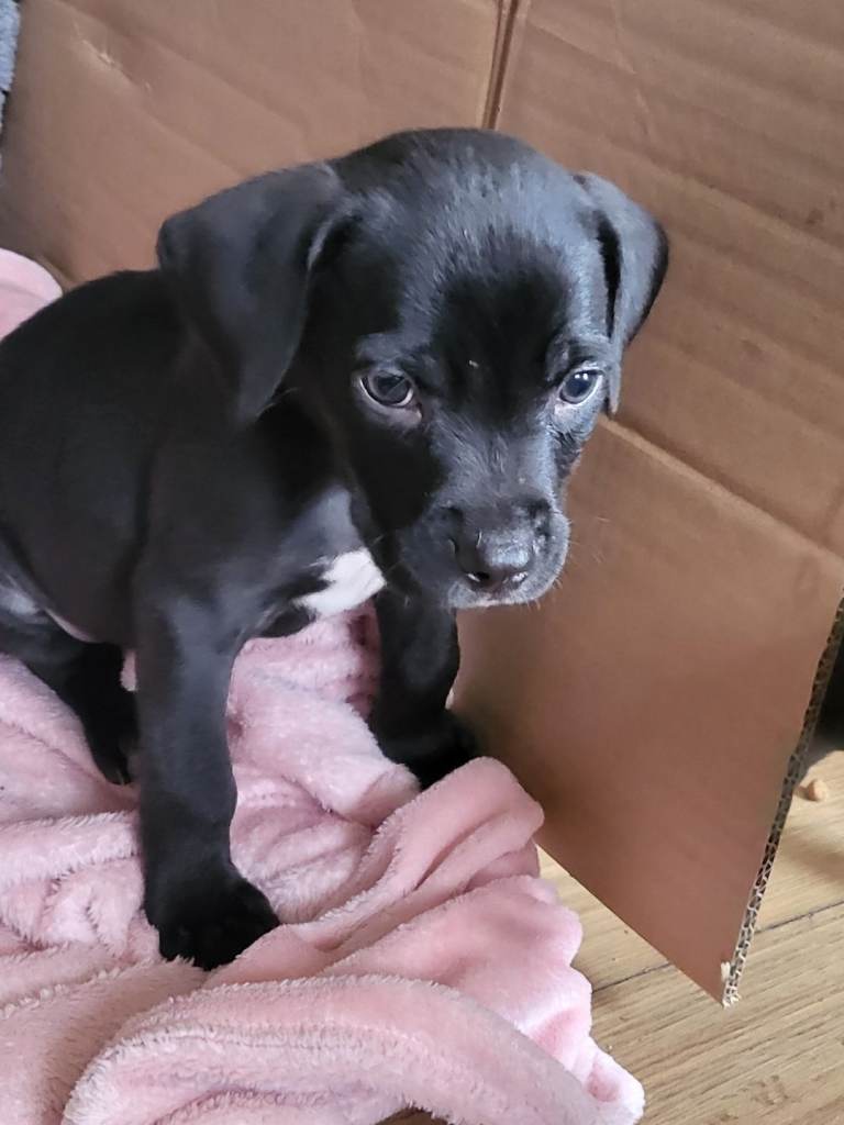 Staffy lurcher x beagle puppies 