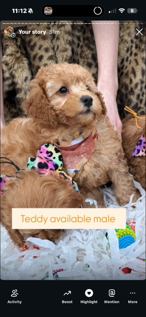 Cavapoo for sale 