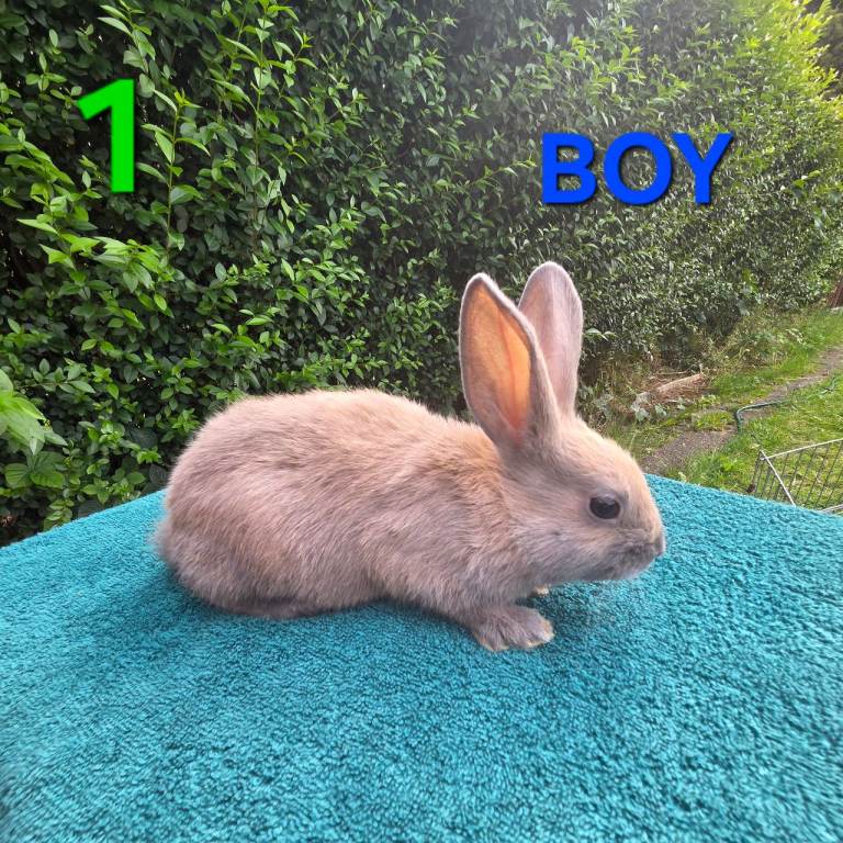 MALE/FEMALE BREEDERS £50. HAND REARED BABY RABBITS!!!
