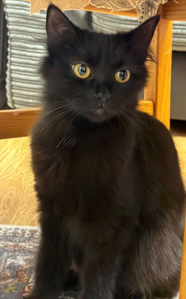 Black Cat for sale 