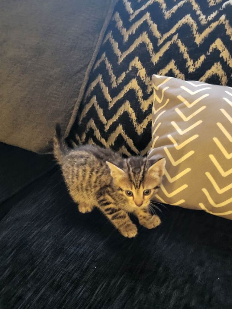 Kittens