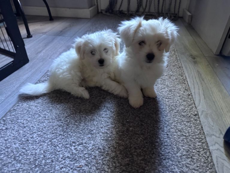 Bichon Maltese 