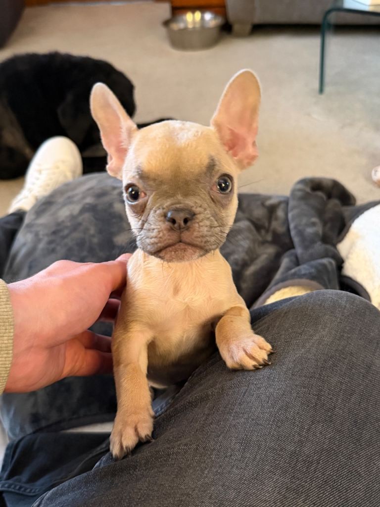 Female French Bulldog Pup KC Reg