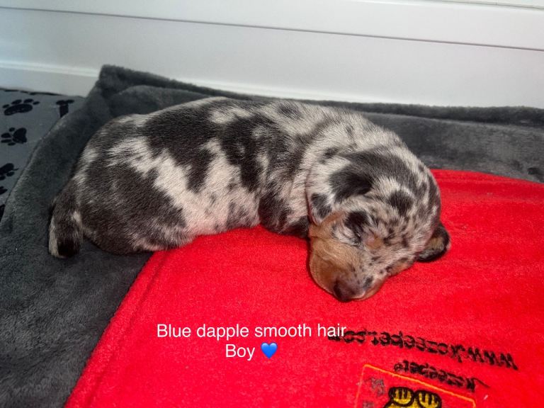 Kc Gorgeous Dashchund puppies