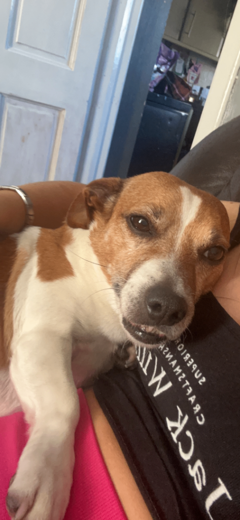 Female jack Russel
