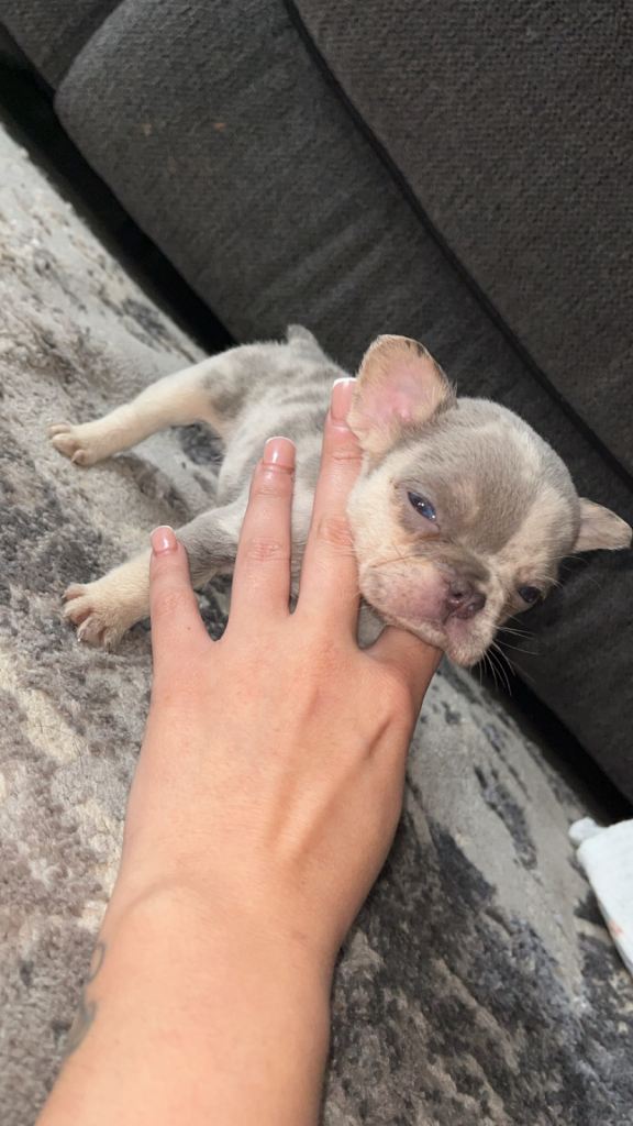 French bulldogs for sale 