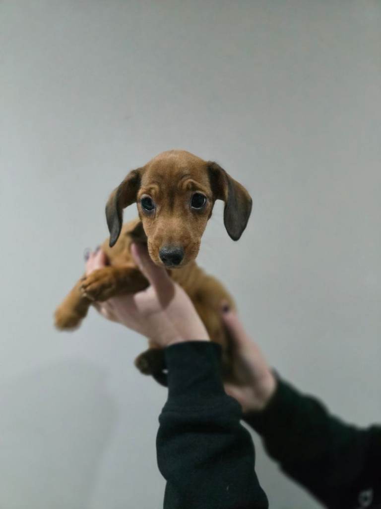 Dachshund puppies