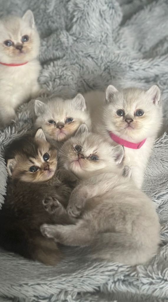 GCCF colour point BSH kittens *taking reservations now*