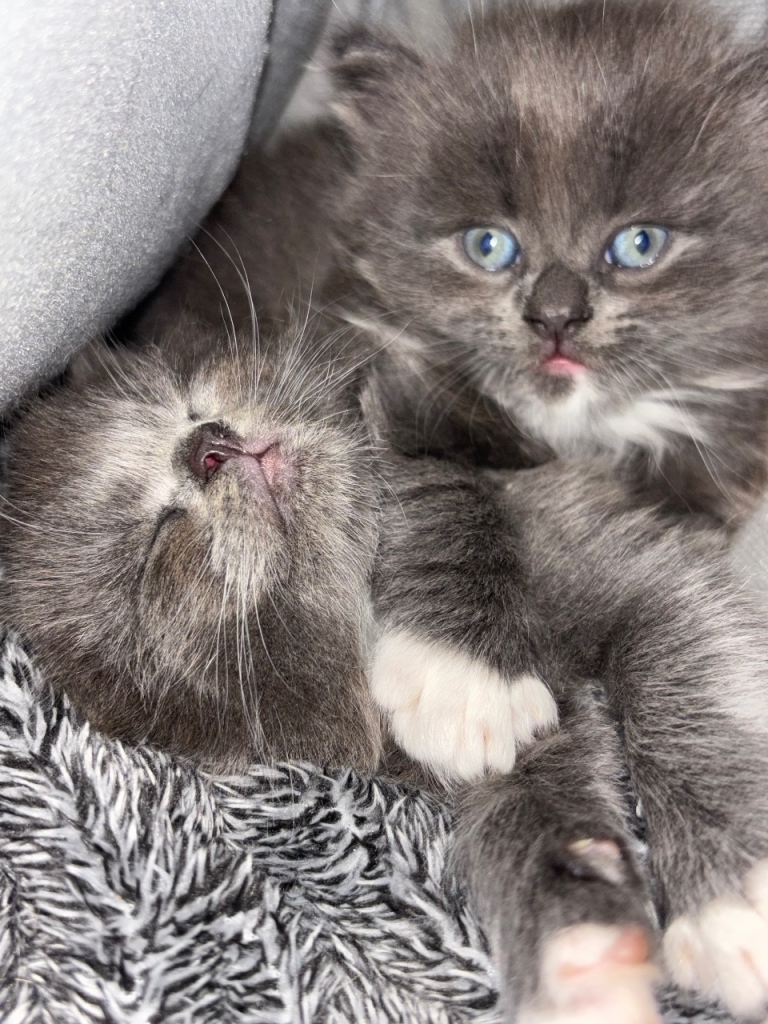 half norwegian kittens 