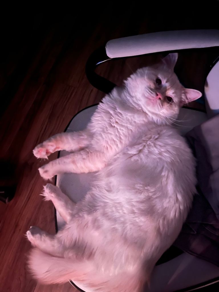 Purebreed Male Ragdoll Cat