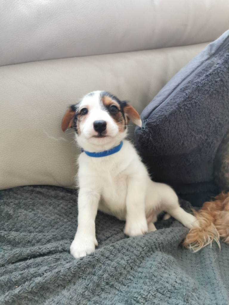 Jack Russell puppies