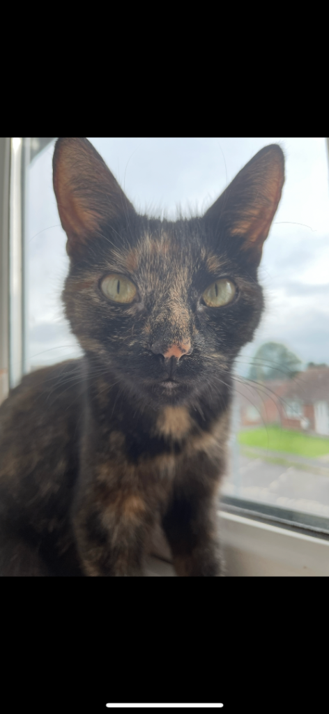 Cats needing new home 