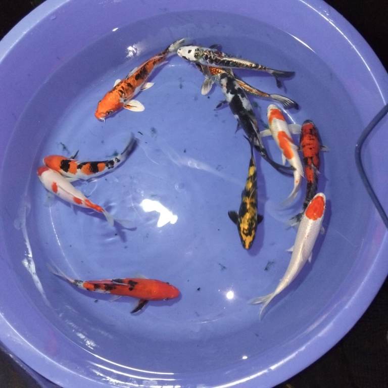 High Grade Koi Carp
