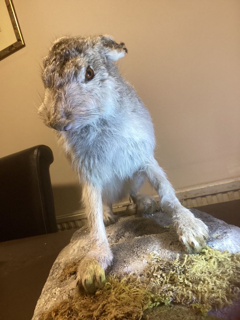 Taxidermy white hare