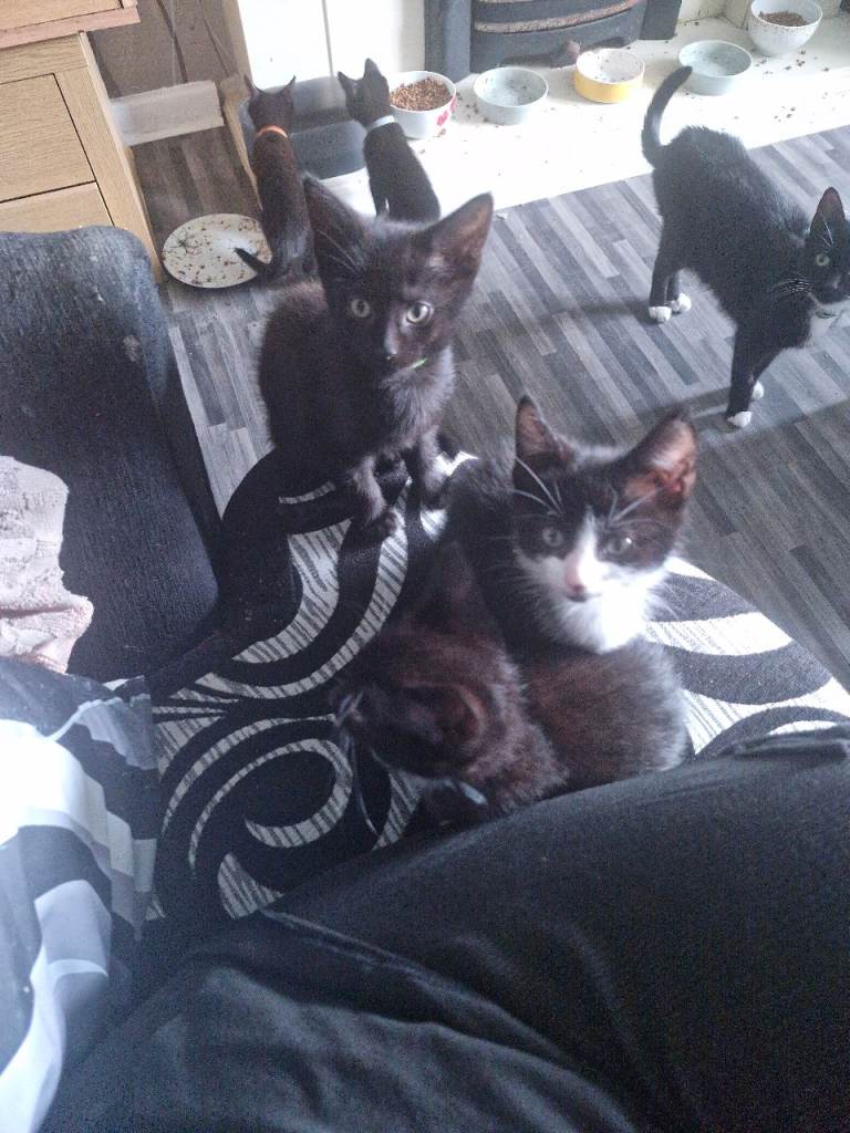 4 male kittens