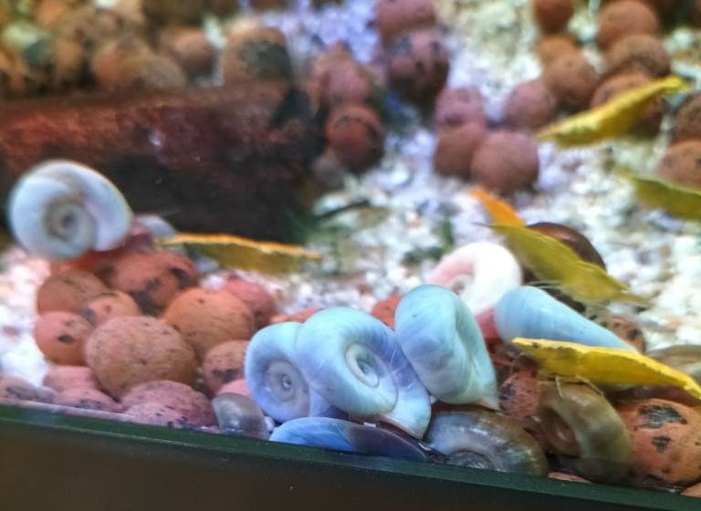 Free Aquarium water for watering plants Costessey NR5 0PX 