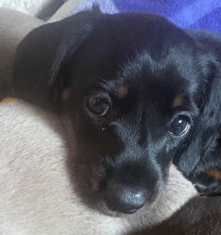 Miniature dachshund  males 