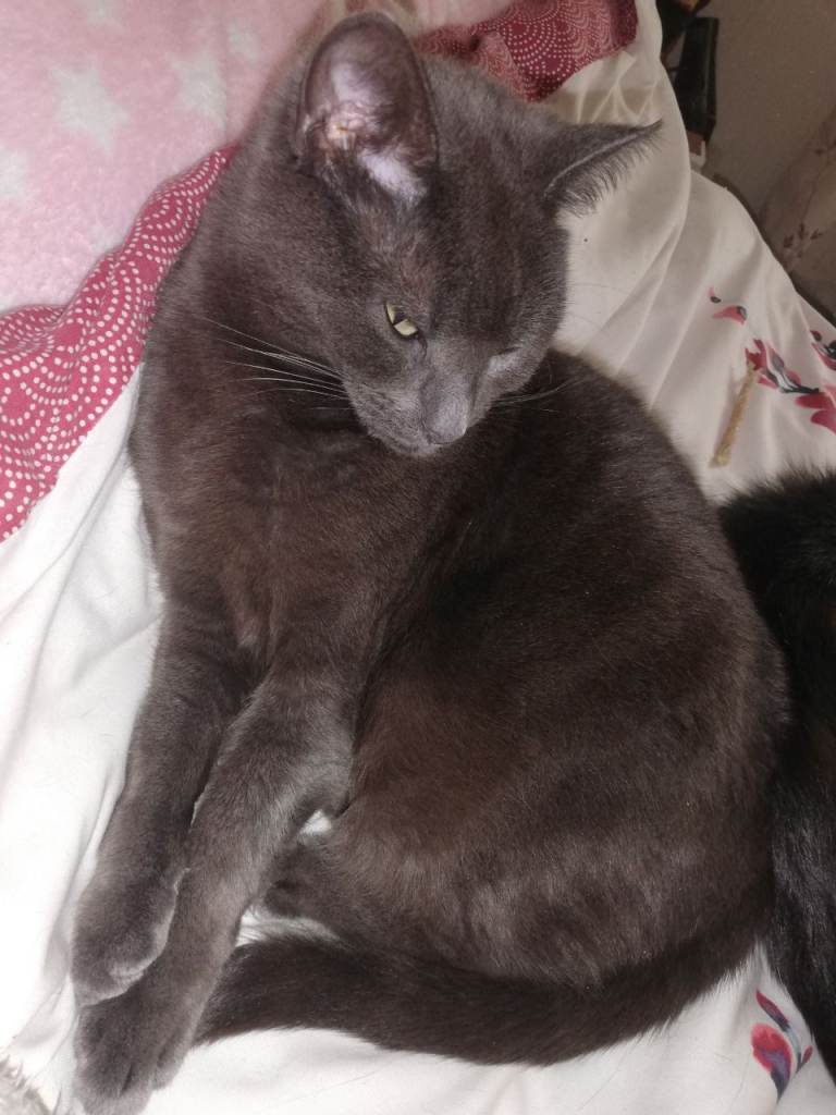 Female grey cat 