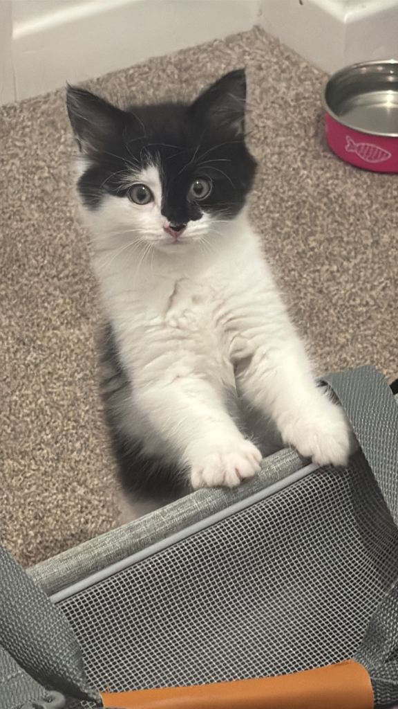 Kitten for sale. £250