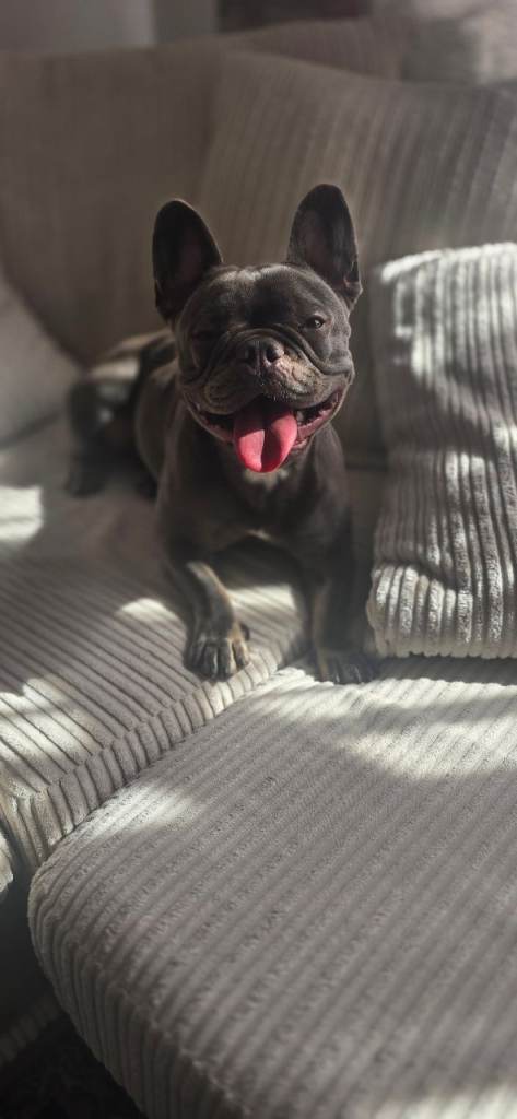 Buldog francez 