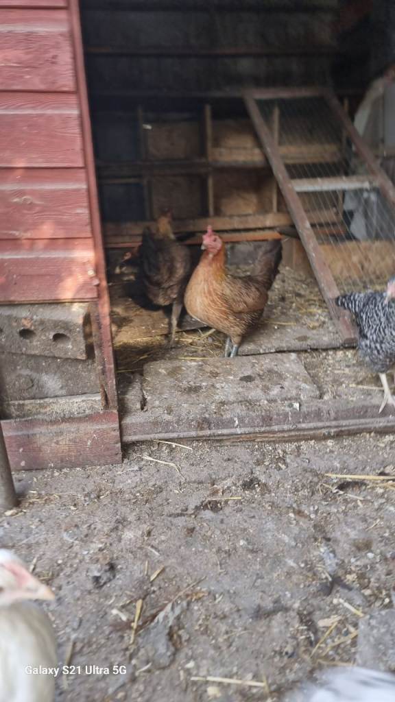 Chicken