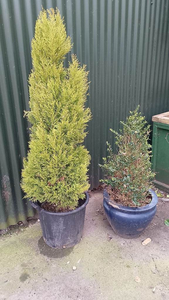 1 x conifer and shrub tree