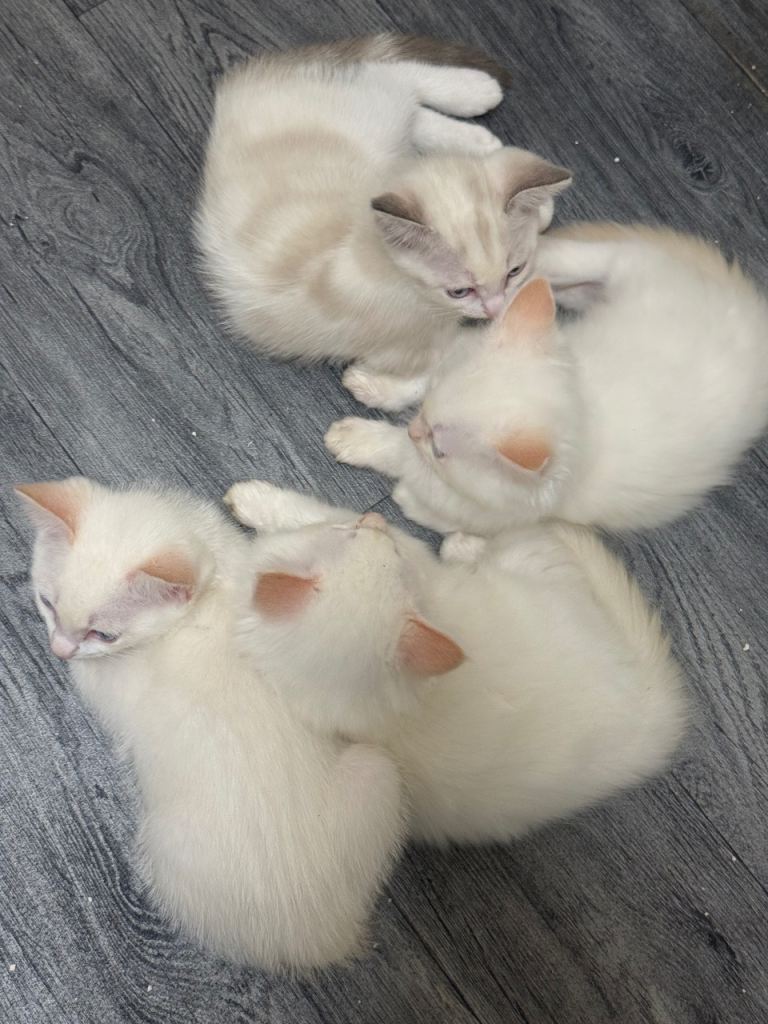 Ragdoll Kittens … Ready to Leave 