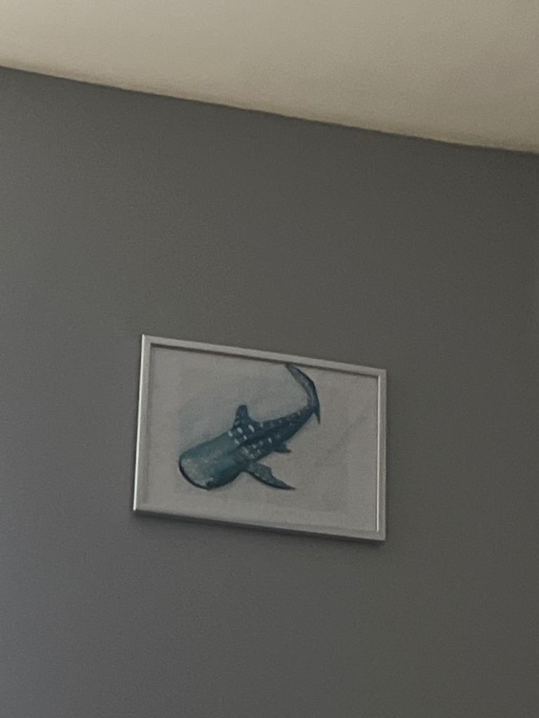 Whale shark picture 