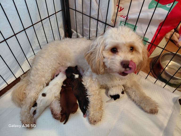 3 loving boy still available 