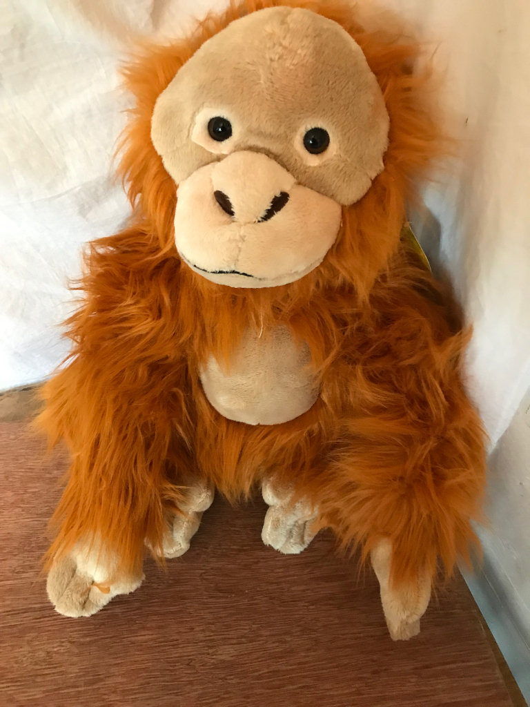 New Rare Endangered Species Orangutan