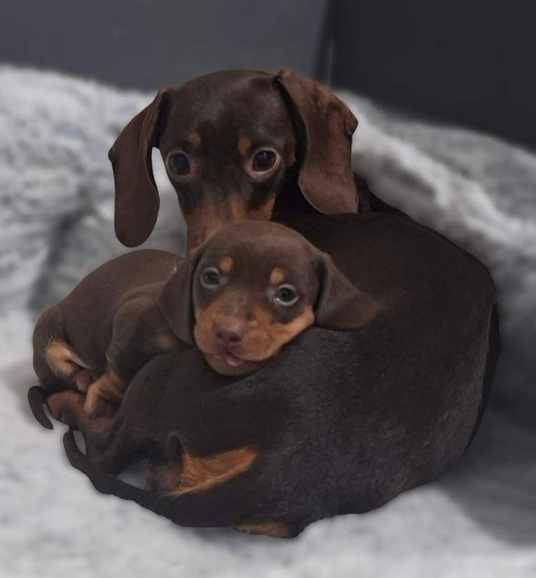 image for 🐶🐶Miniature Dachshund puppies🐶🐶
