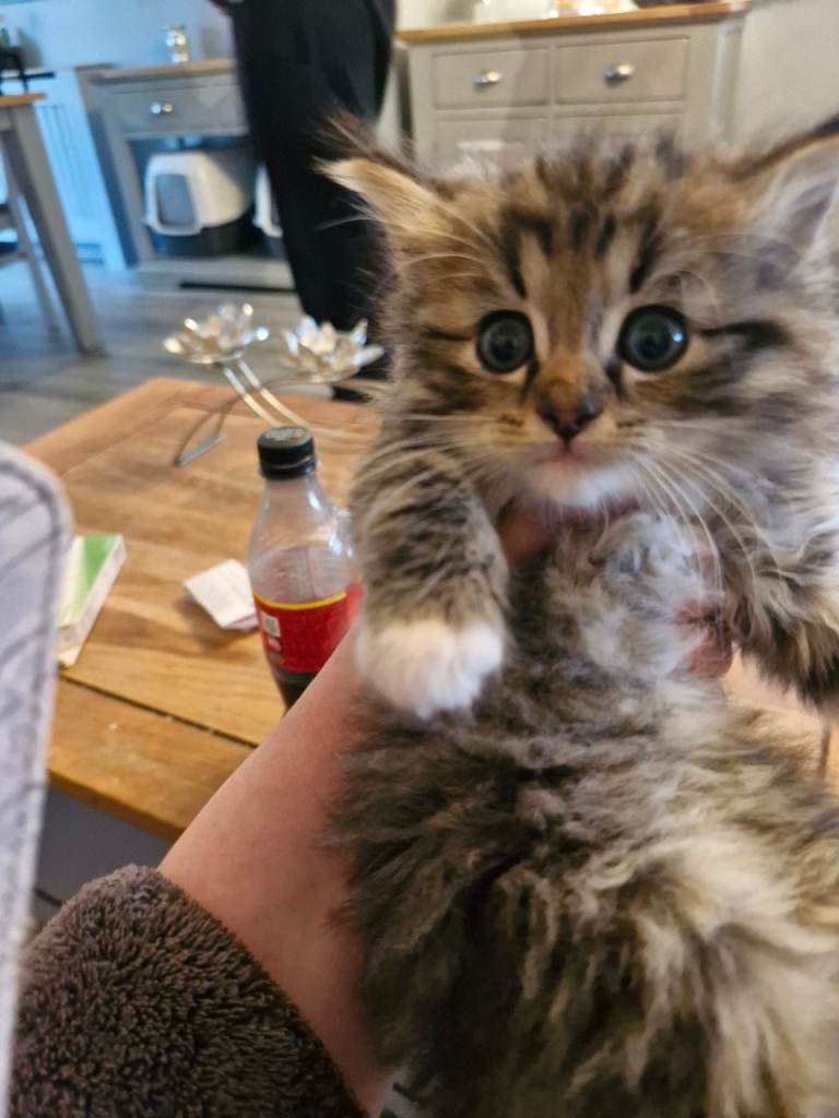 Ragdoll cross kittens 😸 ♥️ 