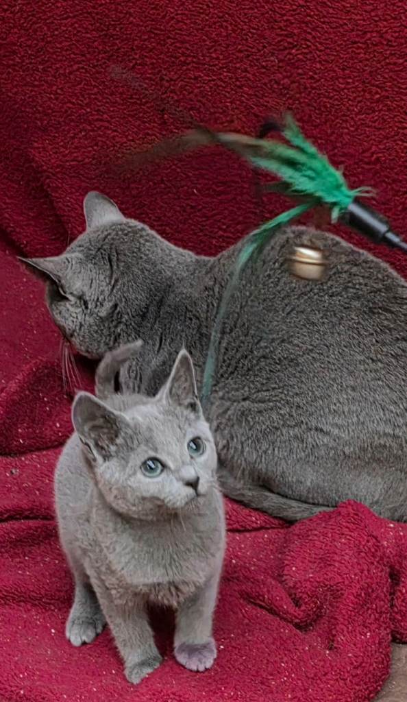 RB kittens, 4 m.o. , N.London 