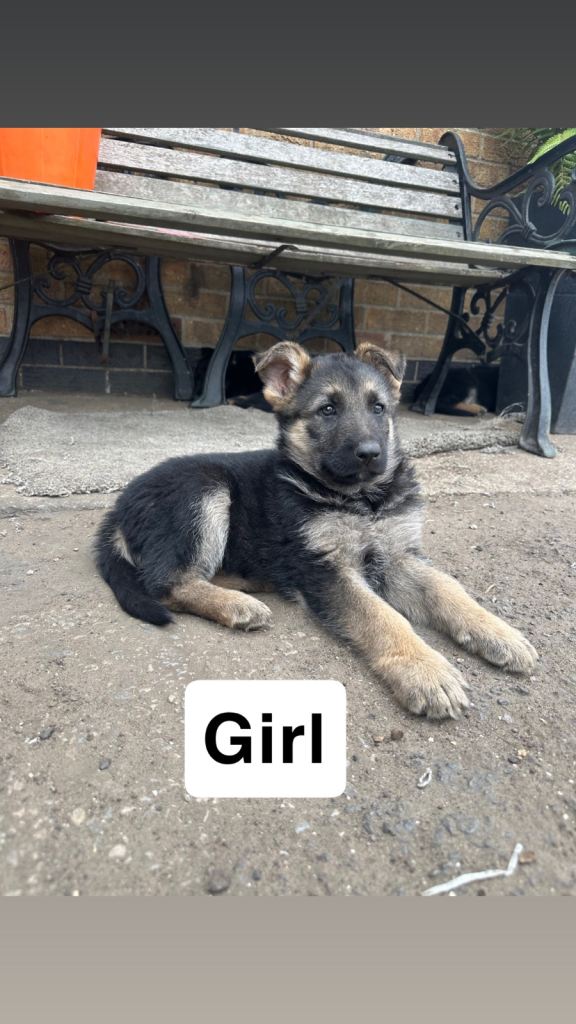  German Shepherd puppies 