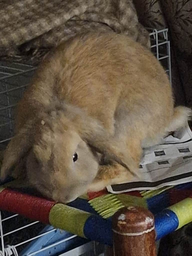 Cute Lovely Rabbit Looking For New Home